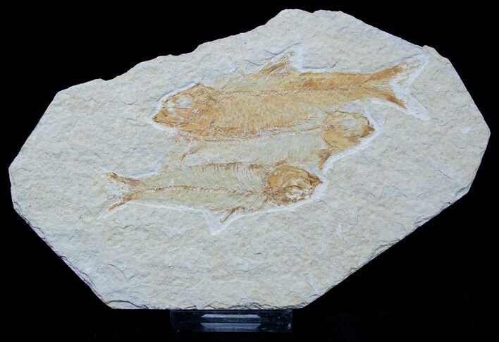 Triple Knightia Fossil Fish Plate #1553